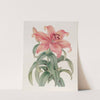 Thunberg’s Orange Lily (1815-1819) by Sydenham Edwards