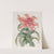 Thunberg’s Orange Lily (1815-1819) by Sydenham Edwards