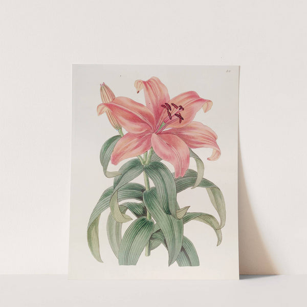 Thunberg’s Orange Lily (1815-1819) by Sydenham Edwards