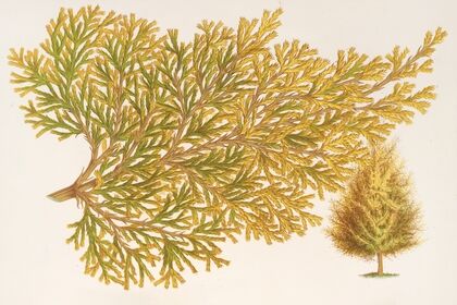 Thuya orientalis (Biota), var. Verschaffeltii