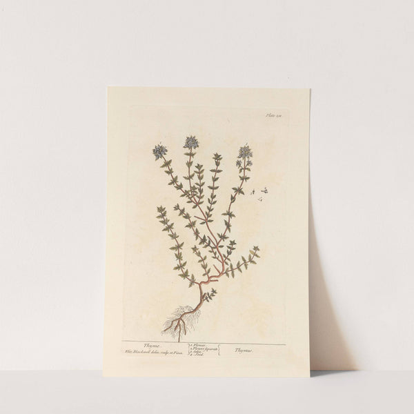 Thyme by Elizabeth Blackwell