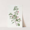 Thyme-leaved Fuchsia (1815-1819) by Sydenham Edwards