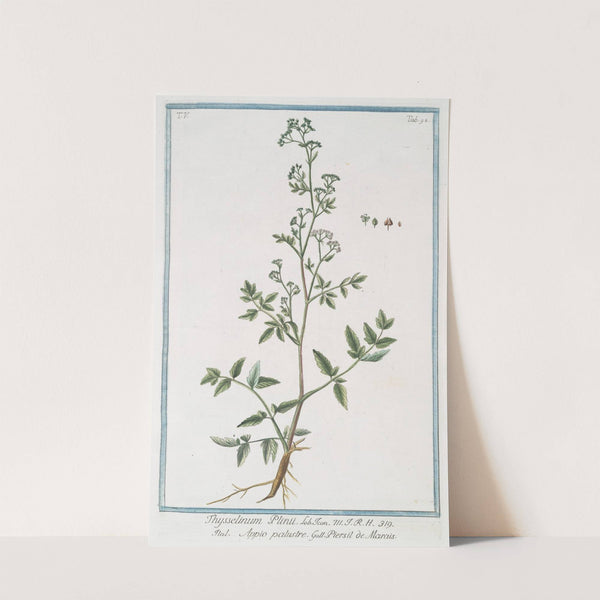 Thysselinum Plinii - Appio palustre - Piersil de Marais. (Marsh parsley) by Giorgio Bonelli