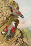 Tichodroma muraria