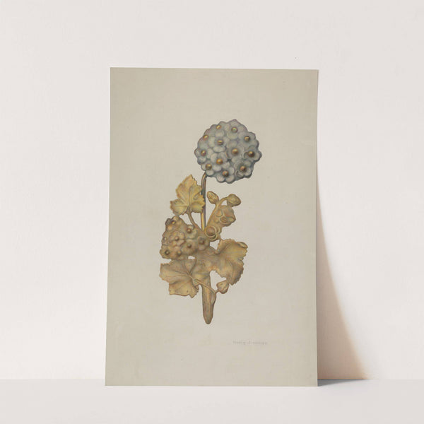 Tie-back by Harry Jennings