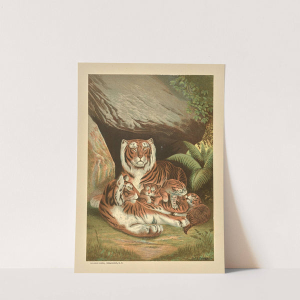 Tiger by Louis Prang