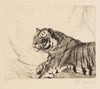 Tiger (1915-1921)