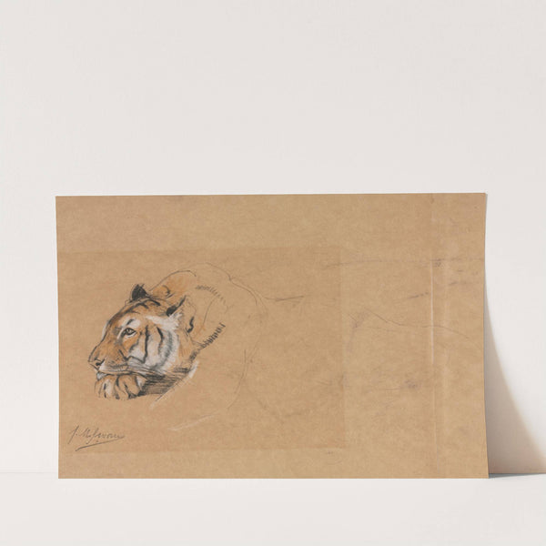 Tiger by John Macallan Swan
