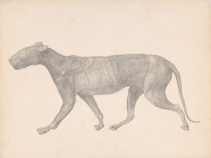 Tiger, Lateral View, with Skin and Tissue Removed