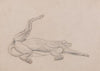 Tiger, Recumbent, Viewed Ventrally