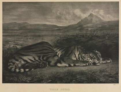Tigre Royal (1829)