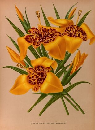 Tigridia Conchiplora.Var.Canariensis (1872-1881)