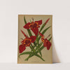 Tigridia Pavonia. (Ferraria Tigridia) (1872-1881) by Arentina Hendrica Arendsen