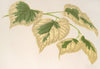 Tilia parvifolia, var. fol. varieg