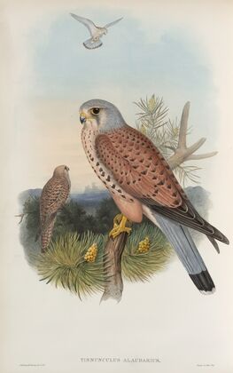 Tinnunculus alaudarius. Kestrel. (1862-1873)