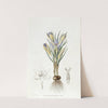Tiny Crocus (1815-1819) by Sydenham Edwards