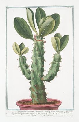 Tithymalus, aizooides,arborescens, caudce. angulari, spinosus, Nerii foliis. Euphorbio-Spinosum, ample Nerii folio – Euforbio – Euphorbe