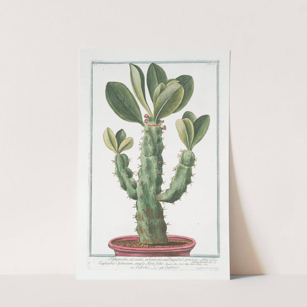 Tithymalus, aizooides,arborescens, caudce. angulari, spinosus, Nerii foliis. Euphorbio-Spinosum, ample Nerii folio - Euforbio - Euphorbe by Giorgio Bonelli