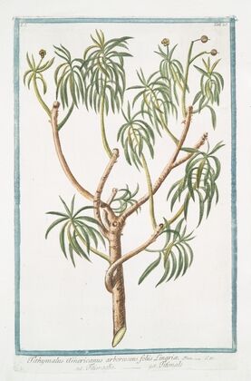 Tithymalus Americanus arborescens foliis LinriÃ¦ – Titimaglio – Titimale