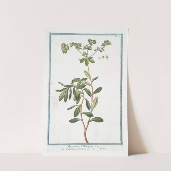 Tithymalus Helioscopius - Titimalo Elioscopio - L&#039;épurge. (Wart- weed) by Giorgio Bonelli