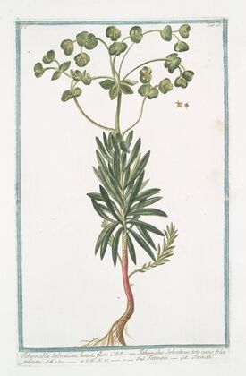 Tithymalus Sylvaticus, lunato flore C.B.P. – Tithymalus Sylvaticus, toto anno folia retinens – Titimalo – Titimale