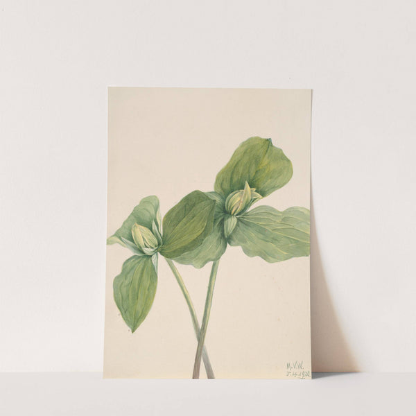 Toad Trillium (Trillium sessile) (1920) by Mary Vaux Walcott