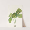 Toad Trillium. (Trillium sessile) (1925) by Mary Vaux Walcott