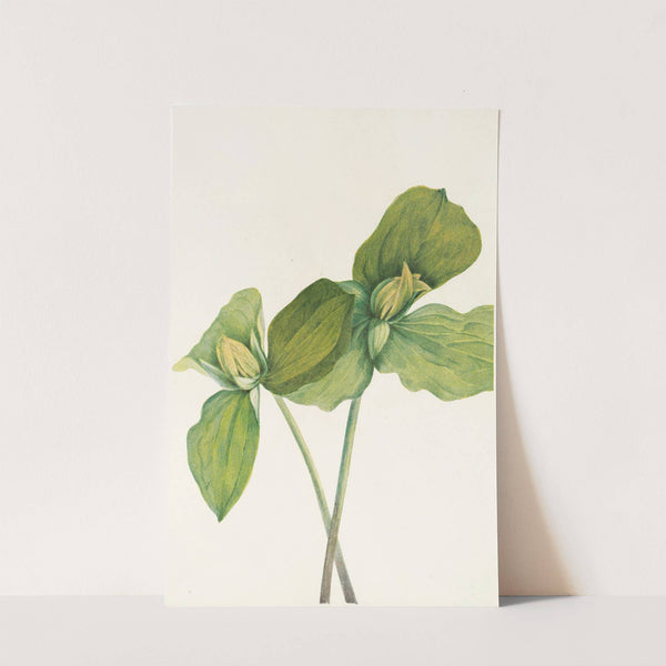Toad Trillium. (Trillium sessile) (1925) by Mary Vaux Walcott