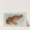 Toadfish (1889) by Allen &amp; Ginter