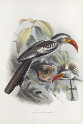 Tockus erythrorhynchus