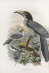 Tockus gingalensis