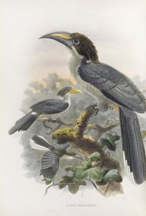 Tockus gingalensis