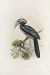 Tockus hartlaubi