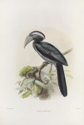 Tockus hartlaubi