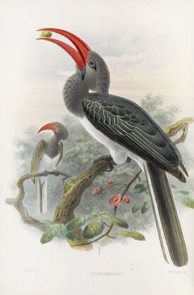 Tockus hemprichii