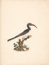 Tockus hemprichii (Hemprich’s Hornbill) or Tockus abloterminatus (Crowned Hornbill)