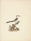 Tockus Jacksoni (Jackson’s Hornbill)