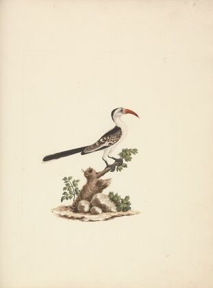 Tockus Jacksoni (Jackson’s Hornbill)