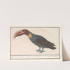 Toekan (Ramphastos) (1596-1610) by Anselmus Boëtius de Boodt