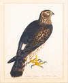 Together With A Portrait Of A Hen Harrier