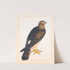 Together With A Portrait Of A Hen Harrier by The Reverend Christopher Atkinson