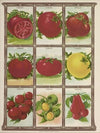 Tomato (1921)