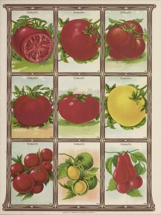 Tomato (1921)