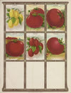 Tomato (1921)