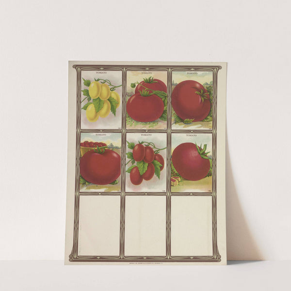 Tomato (1921) by Genesee Valley Lithograph Co.