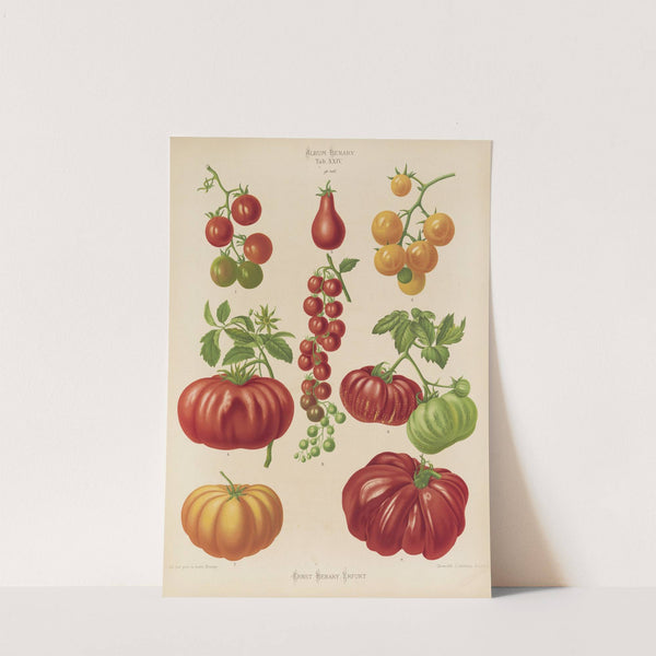 Tomatoes, or Love-Apples (1876-1886) by Ernst Benary