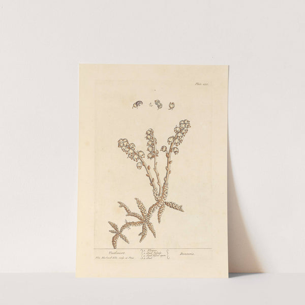 Toothwort by Elizabeth Blackwell