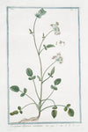 Tordyllum Alpinum minimum. (Alpine hartwort)