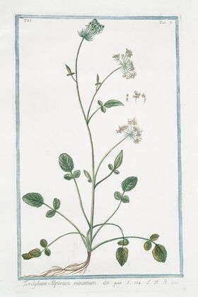 Tordyllum Alpinum minimum. (Alpine hartwort)