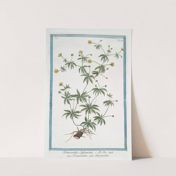 Tormentilla Sylvestris - Tormentilla - Tormentille. (Blood root, Shepherd&#039;s Knot, English Sarasaparilla, Ewe Daisy) by Giorgio Bonelli